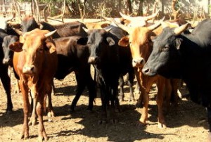 The cattle of the school