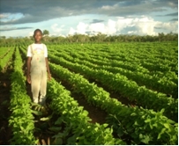 Male soyabeans farmer of Mwaba in Katibunga