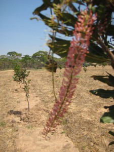 New flowers in 2013